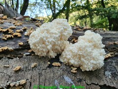 Hericium clathroides