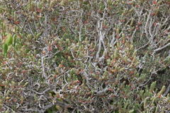 Tecticornia halocnemoides