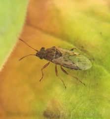 Nysius