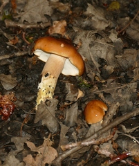 Tricholoma fulvum