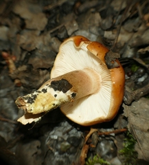 Tricholoma fulvum