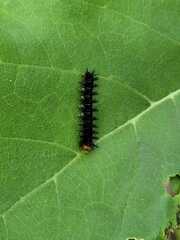 Nymphalidae
