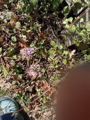 Symphyotrichum cordifolium