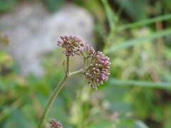 Adenostyles alliariae