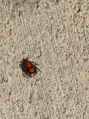 Phidippus