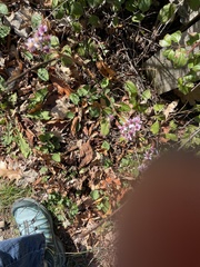 Symphyotrichum cordifolium