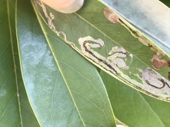 Phyllocnistis magnoliella