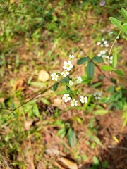 Euphorbia pubentissima