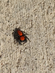 Phidippus