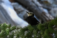 Dryobates albolarvatus