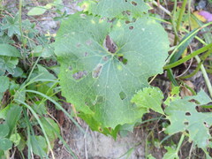 Adenostyles alliariae