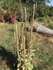 Verbascum thapsus