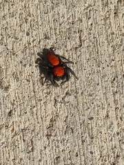 Phidippus