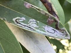 Phyllocnistis magnoliella