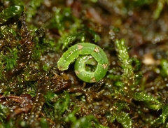 Mesoleuca albicillata