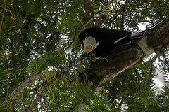 Dryobates albolarvatus