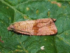 Celypha striana