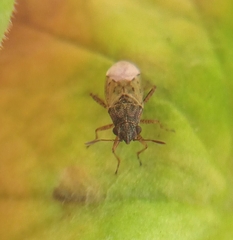 Nysius
