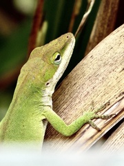 Anolis carolinensis
