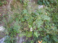 Adenostyles alliariae