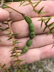 Acacia ulicifolia