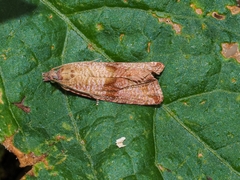 Celypha striana