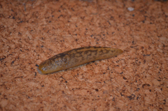 Limacus flavus