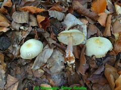 Rhodocollybia butyracea