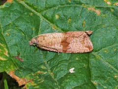 Celypha striana