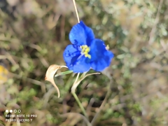 Commelina tuberosa