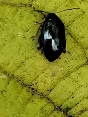 Psylliodes chrysocephala