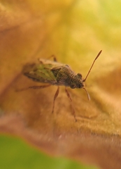 Nysius