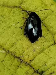 Psylliodes chrysocephala