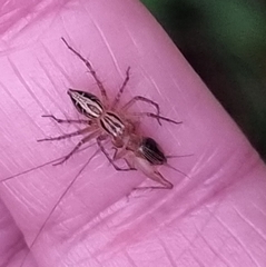Oxyopes gracilipes