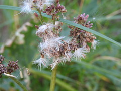 Adenostyles alliariae