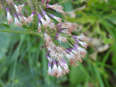 Adenostyles alliariae