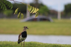 Vanellus chilensis
