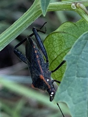 Phthiacnemia picta