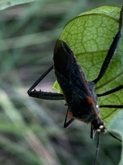 Phthiacnemia picta