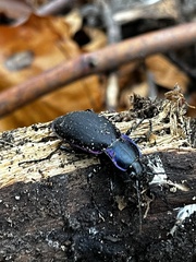 Carabus violaceus