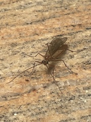 Ophion obscuratus