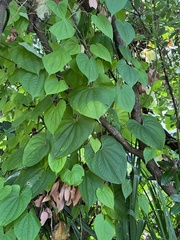 Dioscorea bulbifera