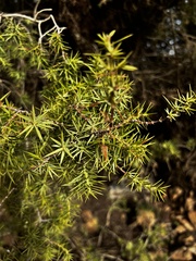 Juniperus oxycedrus