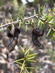 Acacia ulicifolia