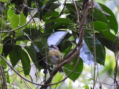 Chlorospingus flavopectus
