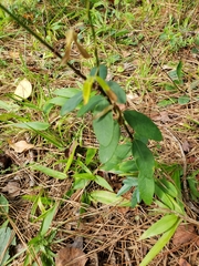 Euphorbia pubentissima