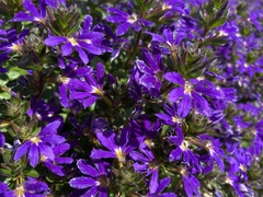 Goodeniaceae