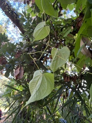 Dioscorea bulbifera