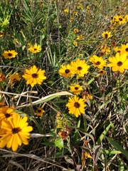 Coreopsis leavenworthii