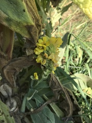 Verbascum thapsus